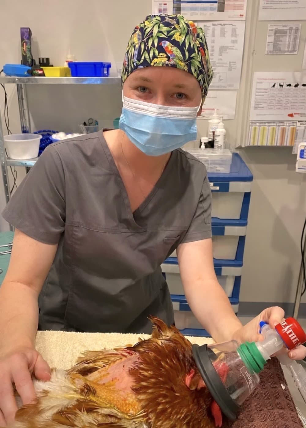 Dr Sarah Webb treating a hen under anaesthetic